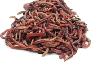 Núcleo de Lombriz Californiana