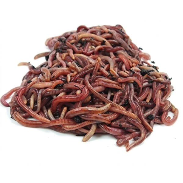 NUCLEO 300 LOMBRICES