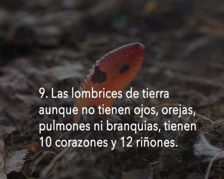 lombriz californiana